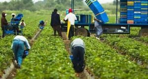 Farm Worker Hiring Jobs are announced in Australia for male and female candidates. Both graduate and non graduate can apply in these jobs