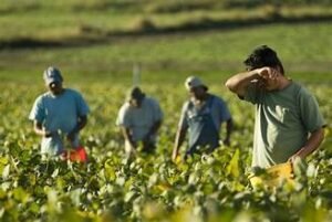 Farm Worker Jobs are announced in Philippines. They are hiring the workers without any qualification and experience and offering good salary